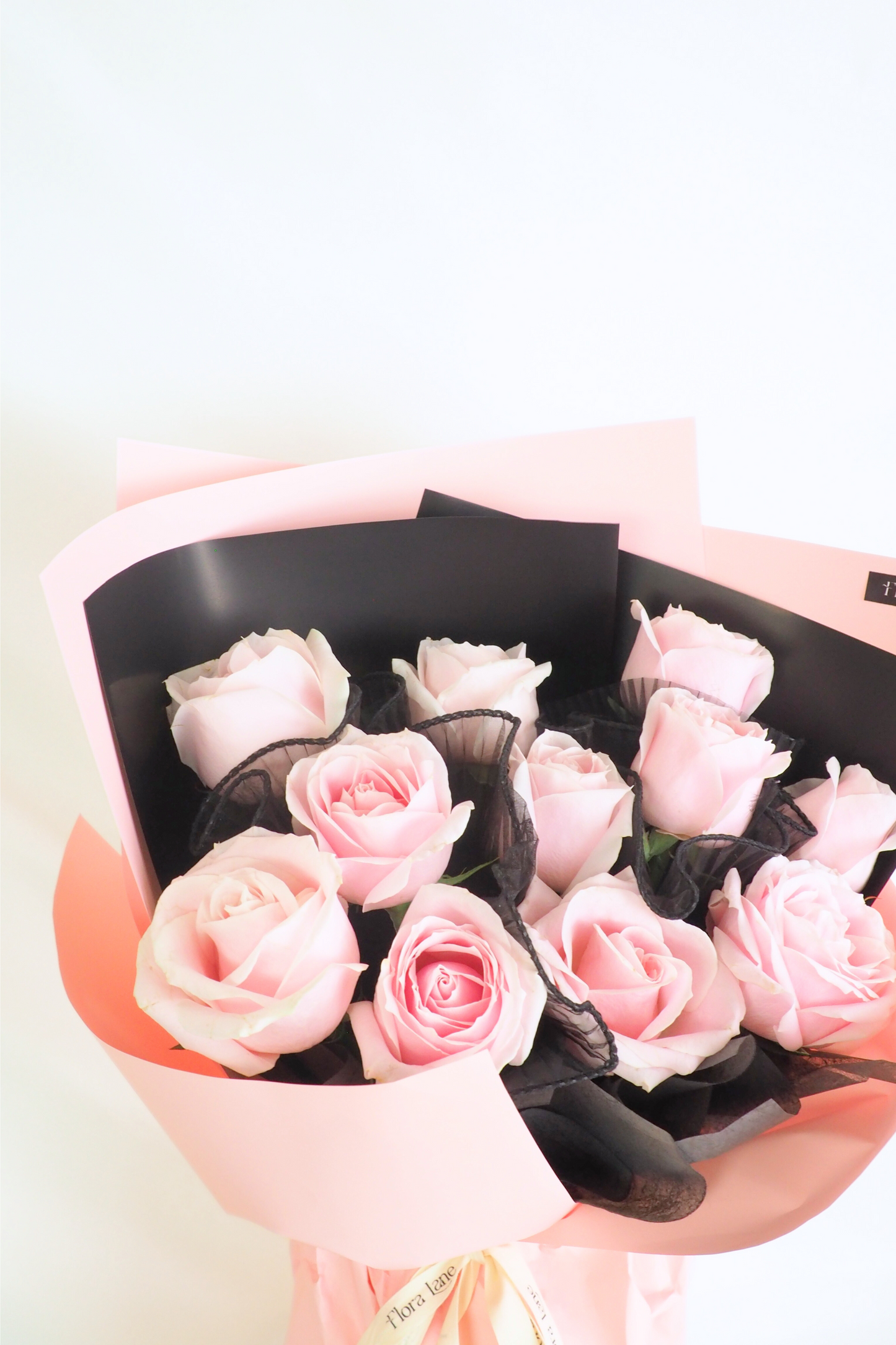 Cove Blush Pink Rose